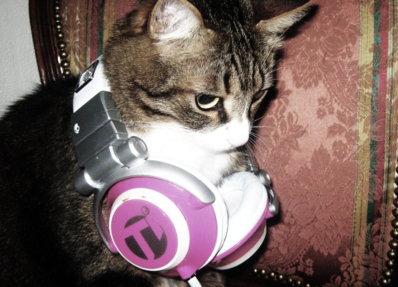 cat with headphones